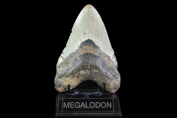 Megalodon Tooth - North Carolina #82918